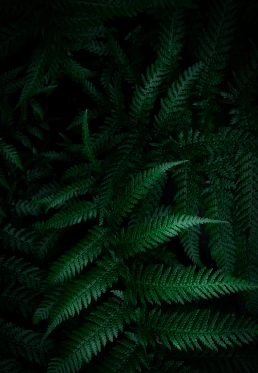 a close - up picture of fern leaves at night