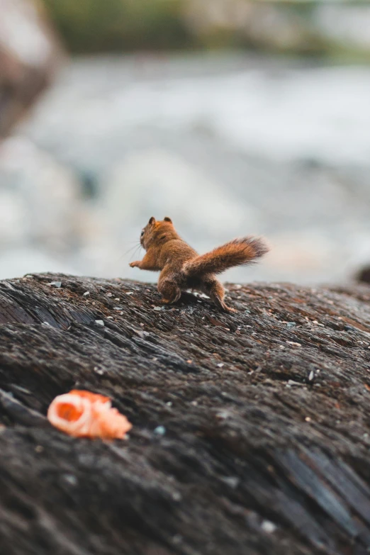 a squirrel stands on top of a log