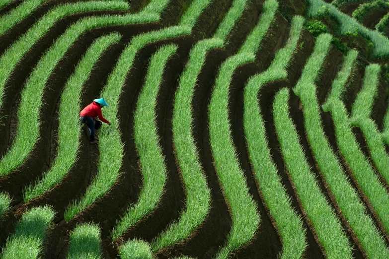 a person walks through a green field with very tall trees