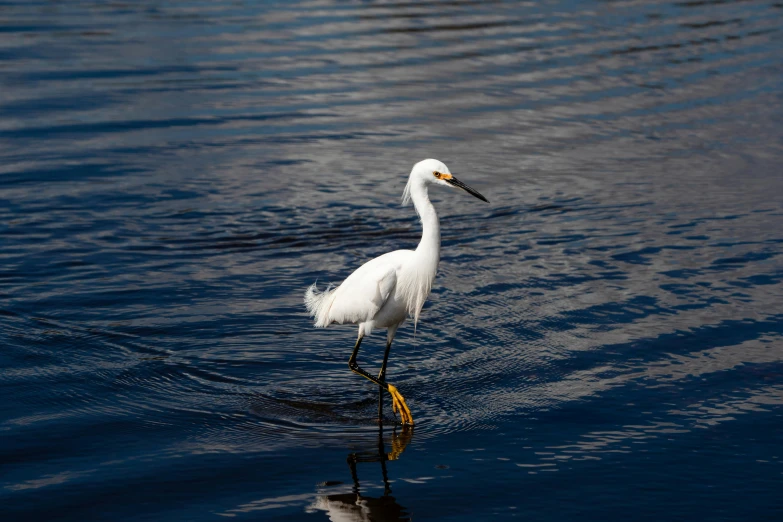 white heron walking out of the water at a lake