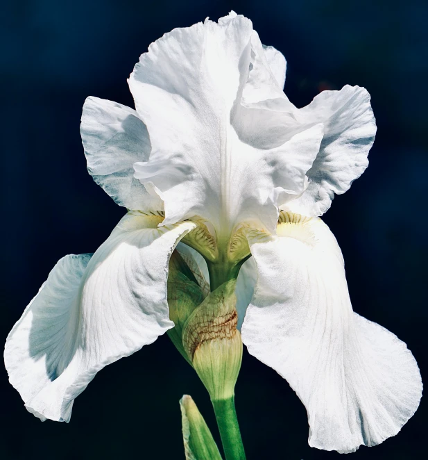 a white flower blooming on the side of the blue wall