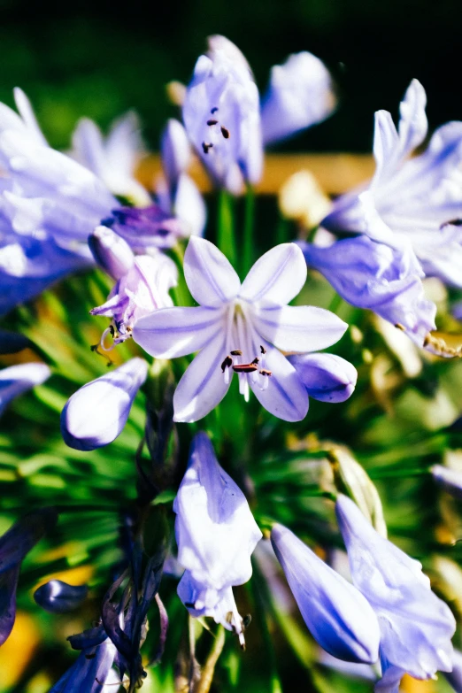 a close up view of purple flowers with water droplets