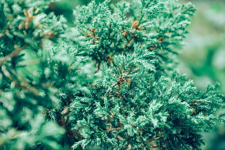 a very close up picture of a bush that is full of leaves