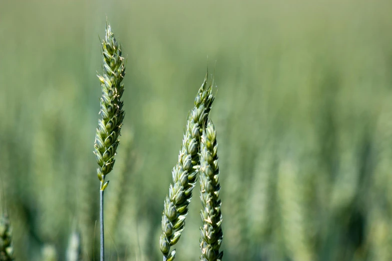 there are two large stalks of grain in the field