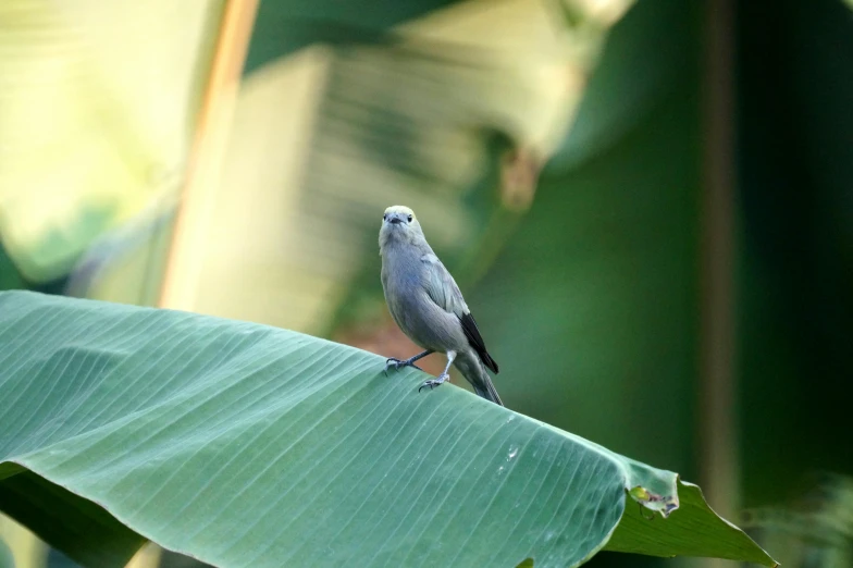 the bird is perched on top of the green leaf