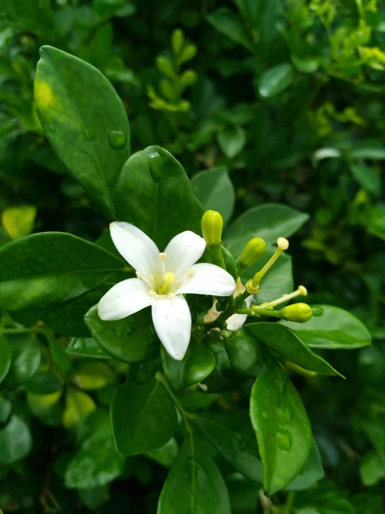 a white flower with green leaves near many trees