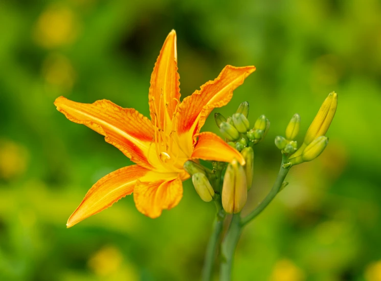 there is an orange flower that is growing in the wild