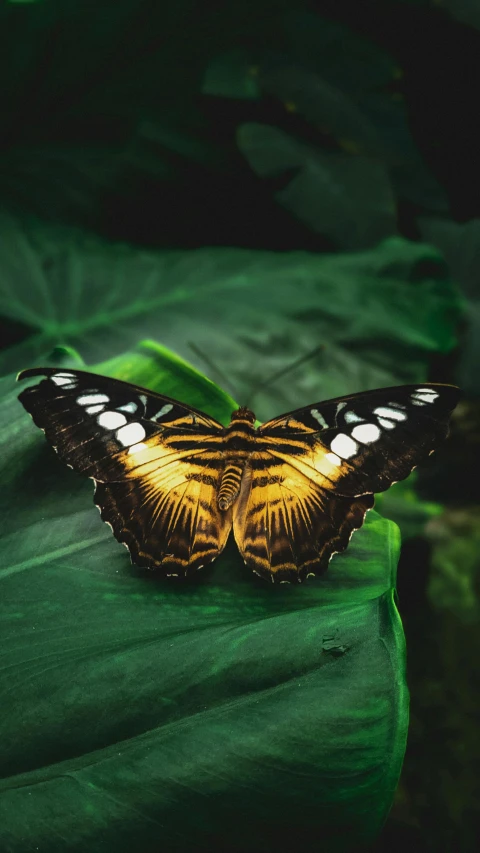 an orange and white erfly is perched on a green leaf