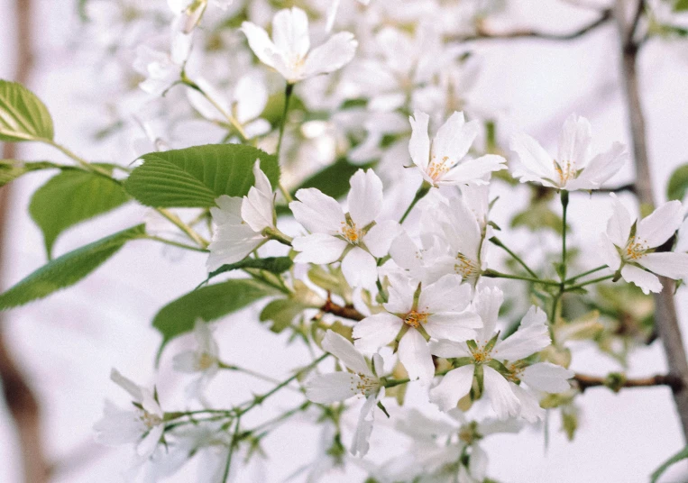 white blossoms with green leaves are in a vase