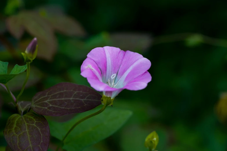a purple flower is growing on a plant