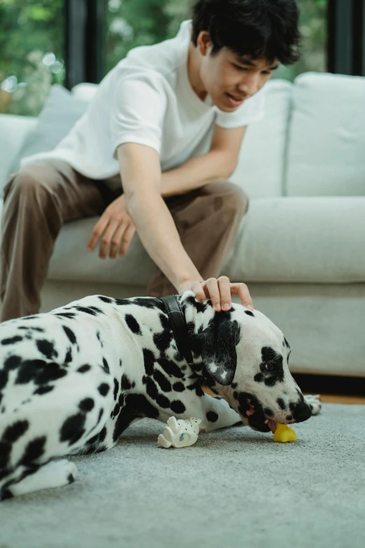 the man is feeding a spotted dog in his living room