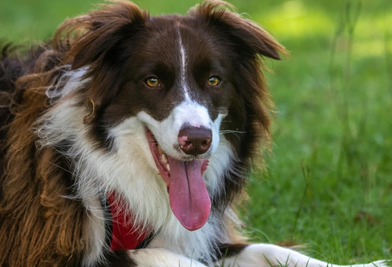 an adorable brown white dog laying down outside