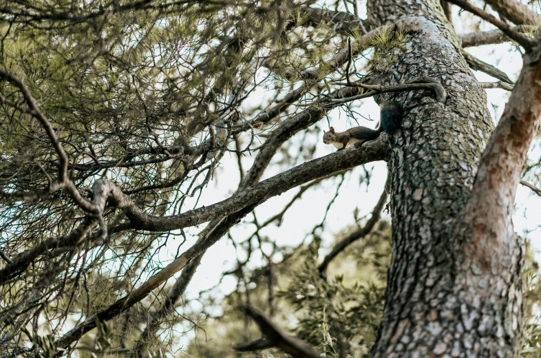 two birds in the top of a tree