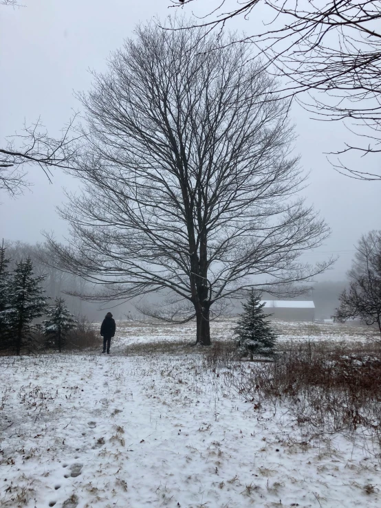 a person standing next to two trees in the snow