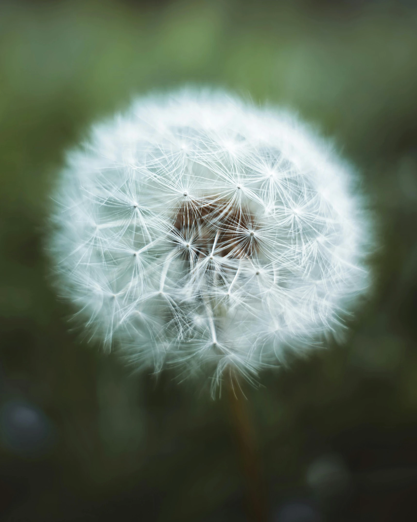 a dandelion with a blurry background has been seen in this picture