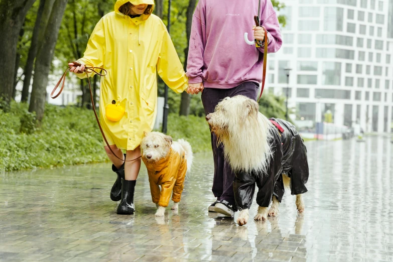 two people walk their poodles in the rain with umbrellas