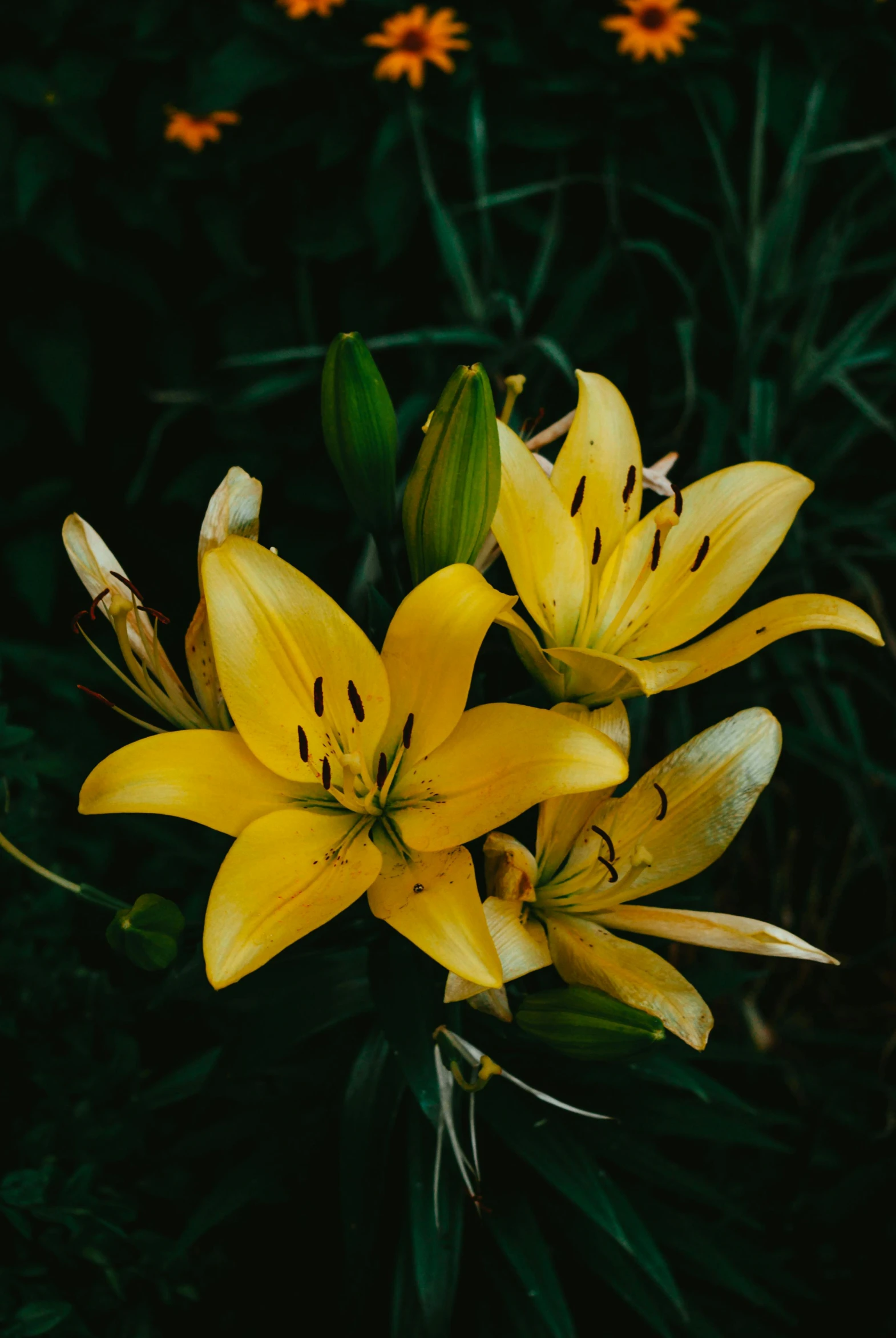 a bouquet of yellow flowers with orange and green petals