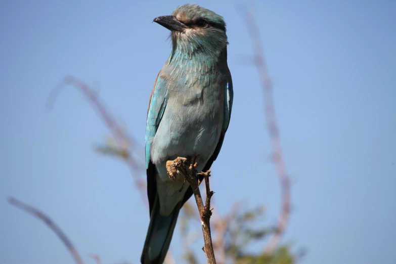 the bird is sitting on the nch of a tree