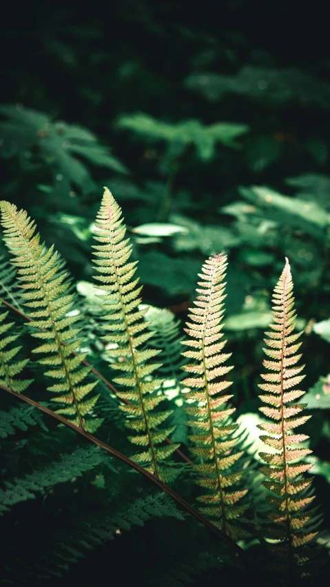 a fern is on the edge of an area