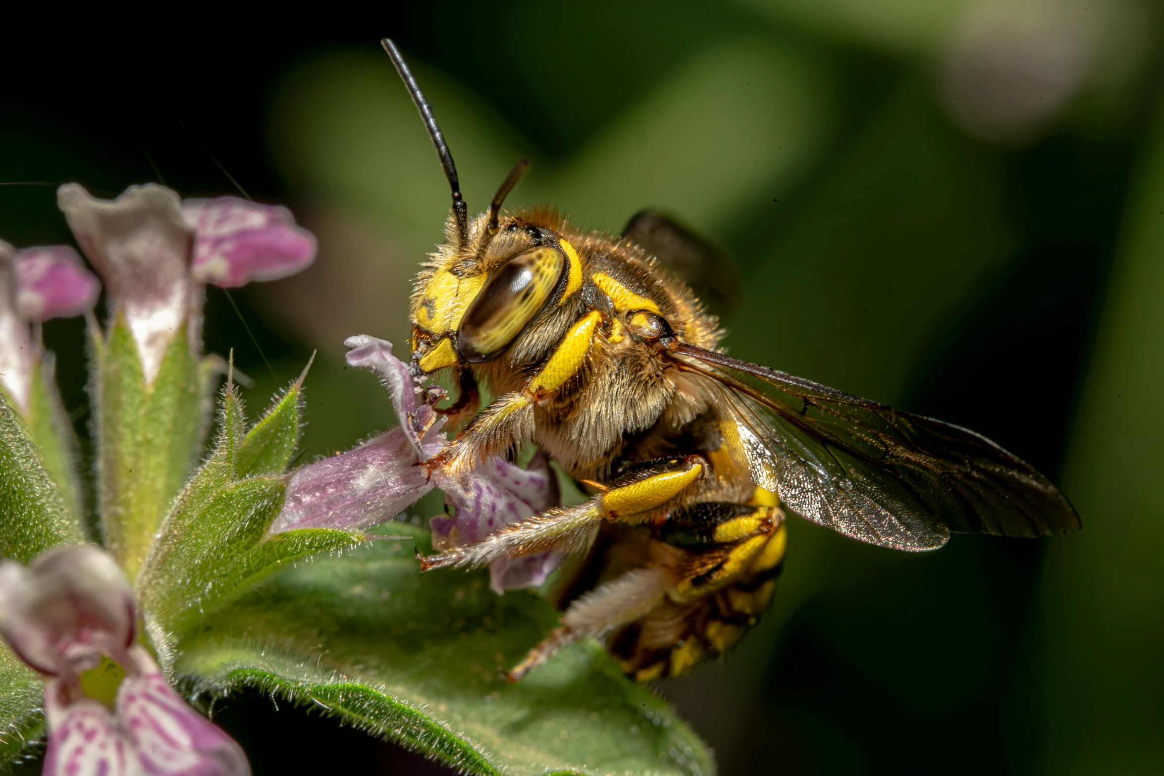 a bee is in the midst of a flower