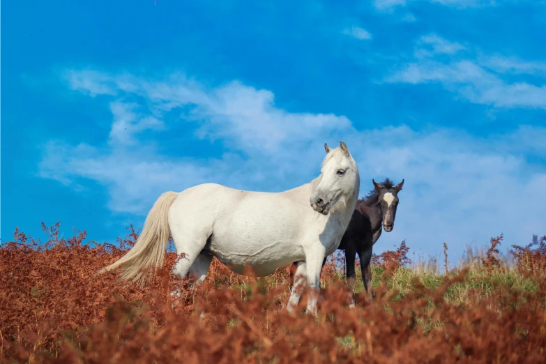 two horses standing on grass in the field