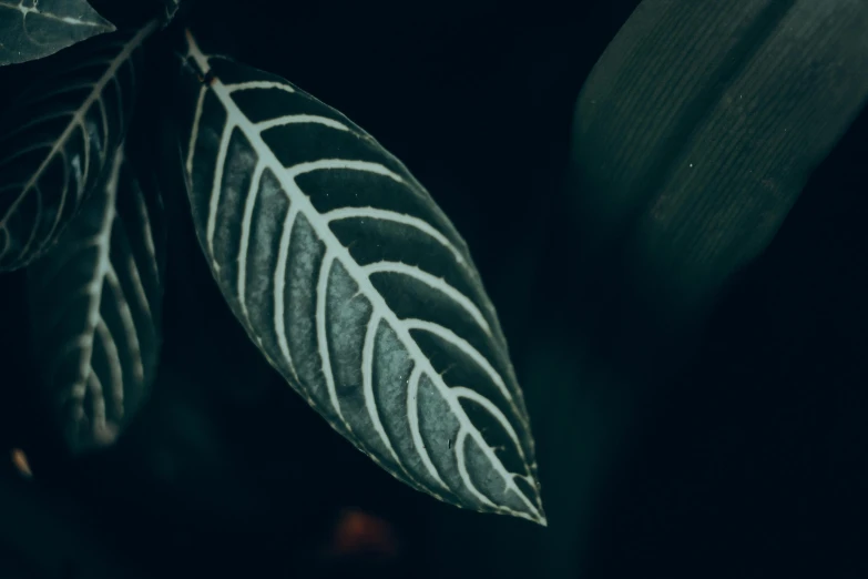 a leaf is seen on top of the plant