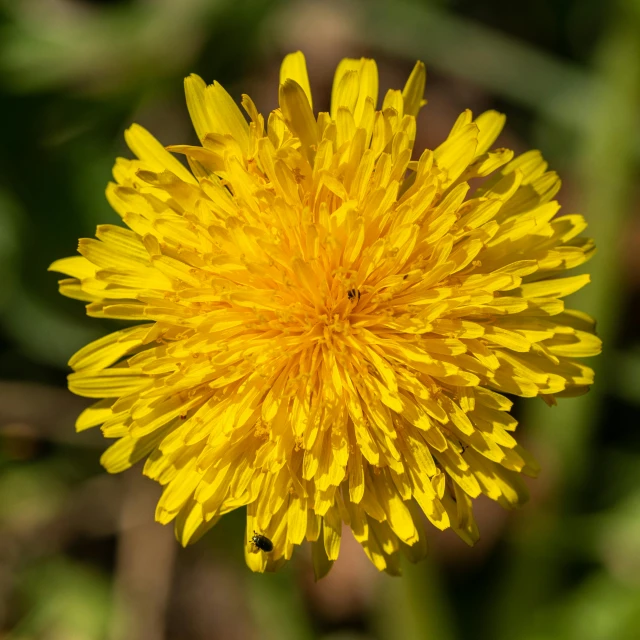 a yellow dandelion that has not been used yet