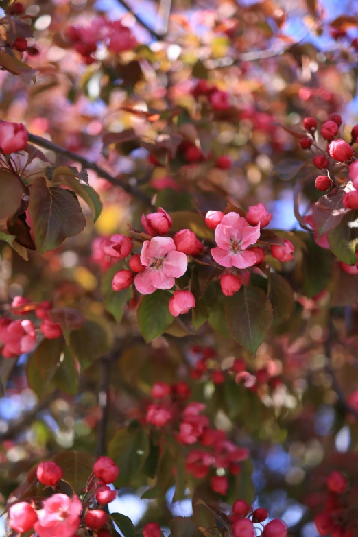 some flowers and leaves on a tree in front of a blue sky