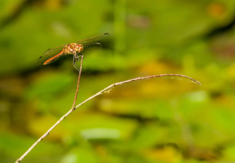 a large orange dragon fly sitting on top of a grass plant