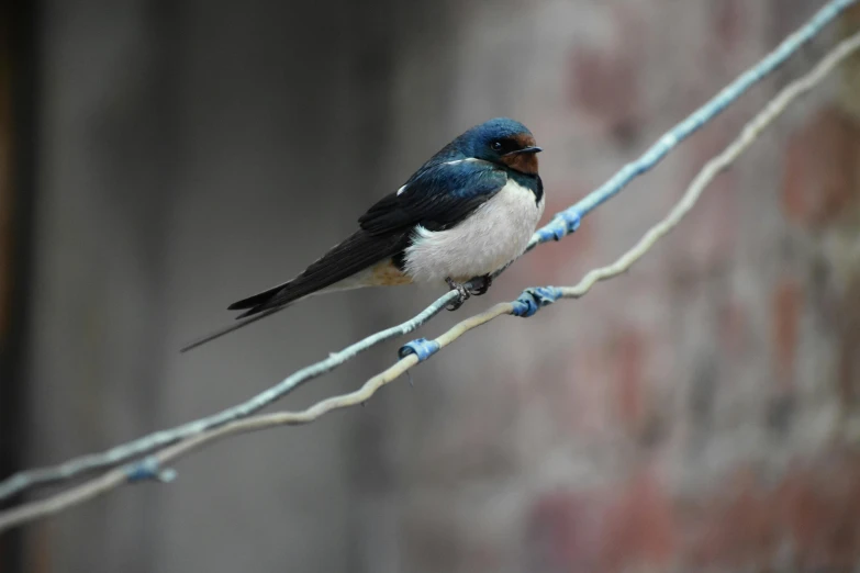 small bird perched on a thin nch with long needles