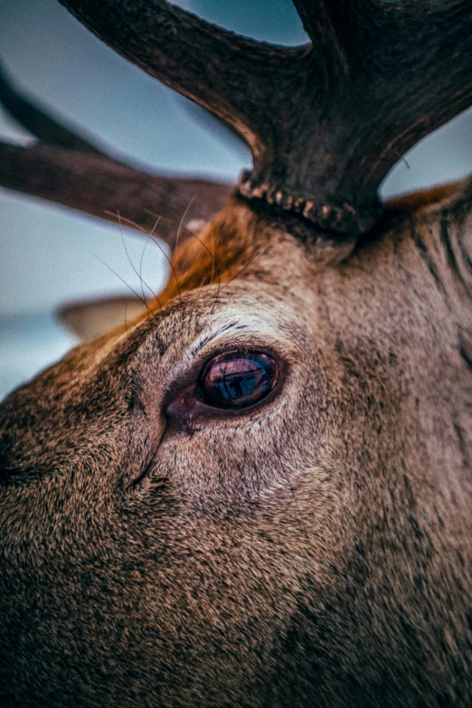 a close up view of a deer's face