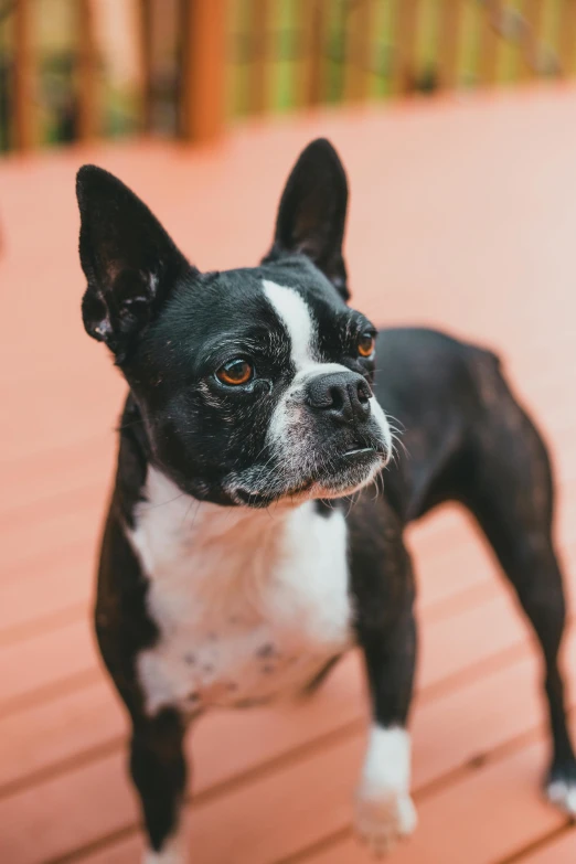 there is a small black and white dog standing on a deck