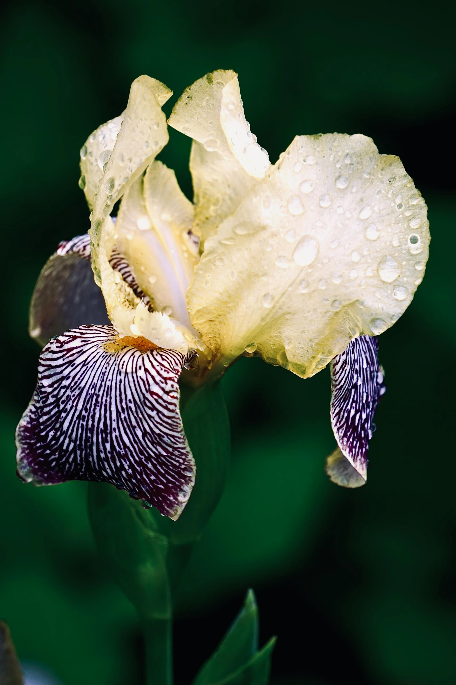 the iris has been covered in rain water