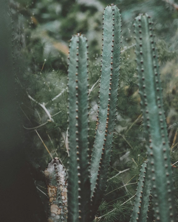 a cactus in the foreground with a blurred background