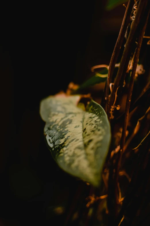 a leaf is sitting on top of a plant