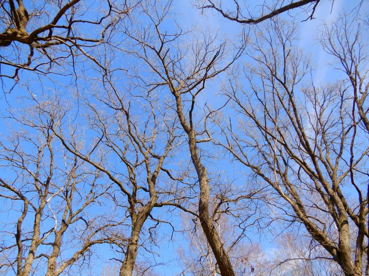 tall trees on a sunny, partly cloudy day