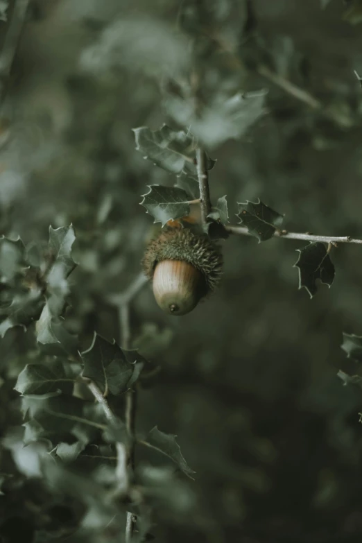 a green tree that has some acorns hanging from it