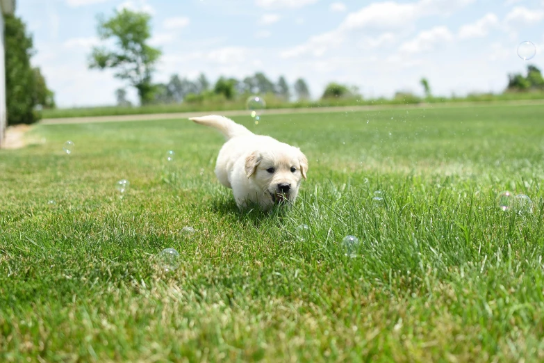 a white dog running on top of grass