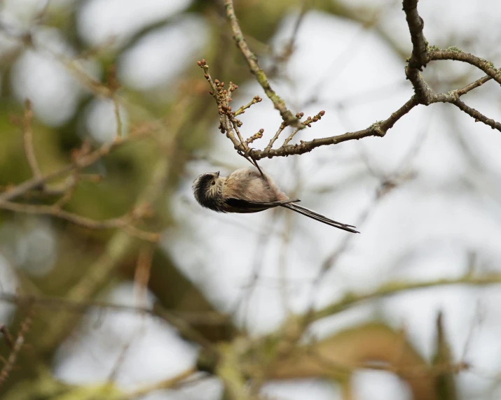 a bird sitting on top of a nch in a tree