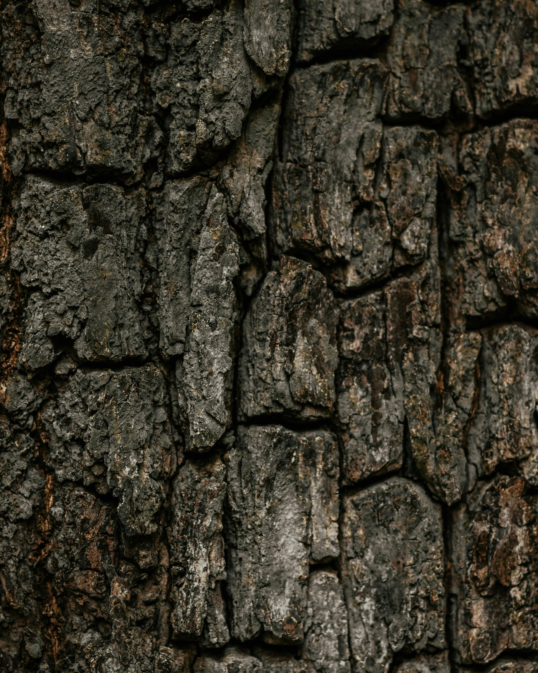 the bark on an old tree trunk has been cut down