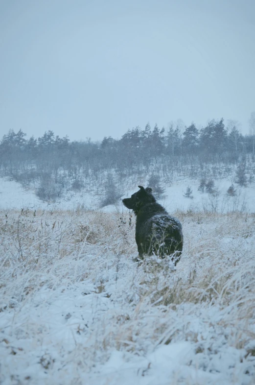 a black bear sitting in the middle of a snowy field