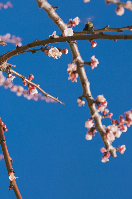 flowers on a tree in the sky on a sunny day