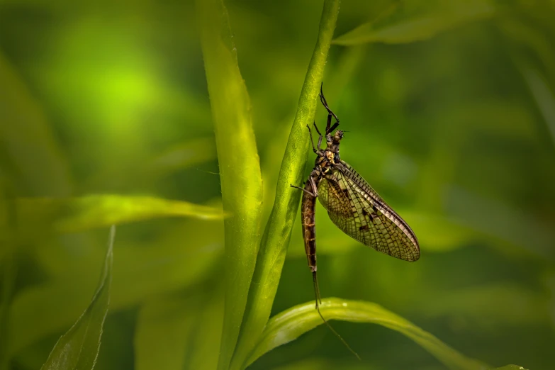 the insect is sitting on a leaf, and looks like he is eating