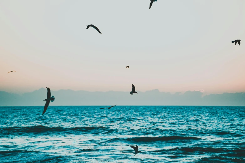 several seagulls are flying over the water at sunset