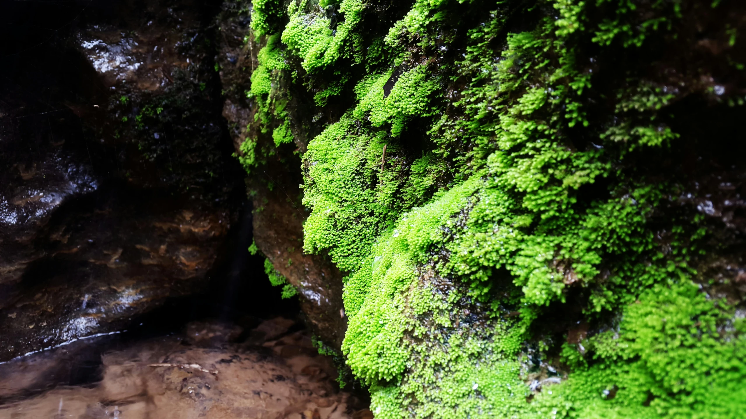 the rock is covered with green mossy plants