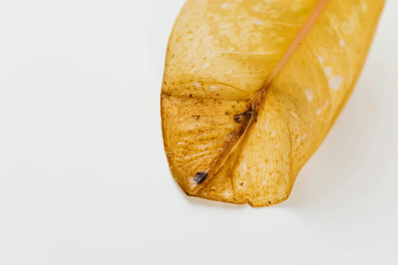 a piece of leaf is shown on the white surface