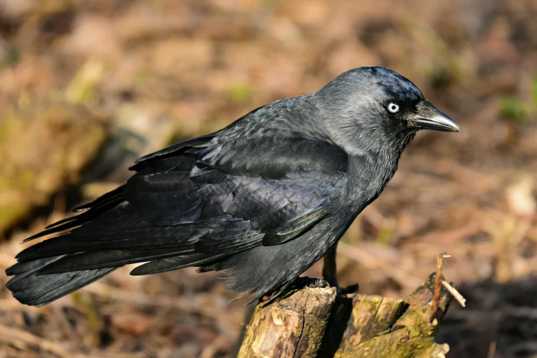 there is a black crow standing on top of a stump