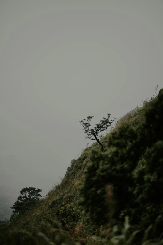 trees are growing from the top of a hillside