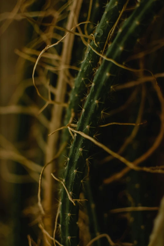 several green cactus stalks near the ground