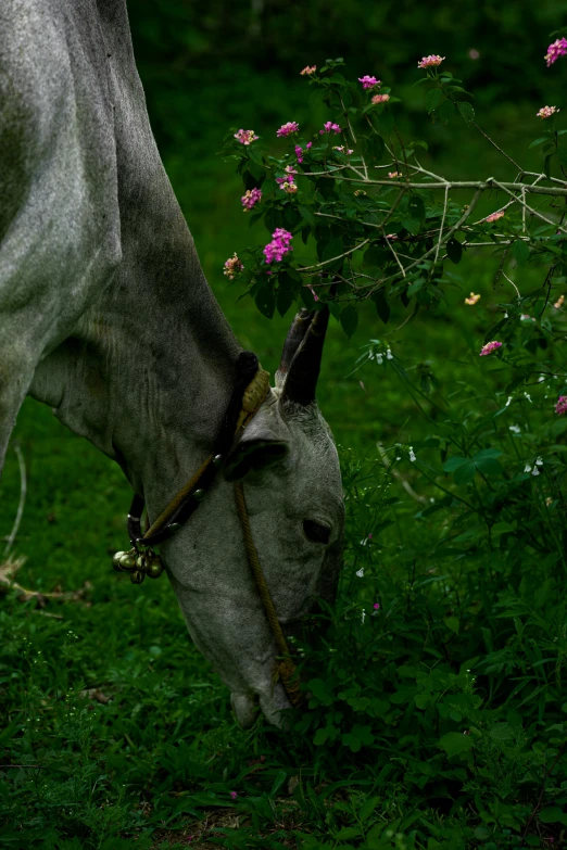 a white cow grazing in a lush green field